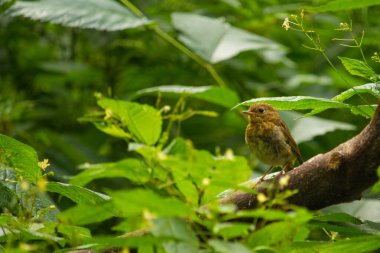 Bir bahçede genç bülbül ya da genç Avrupa bülbülü (erithacus rubecula)
