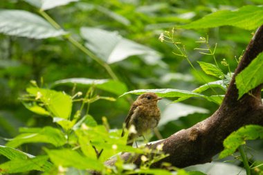Bir bahçede genç bülbül ya da genç Avrupa bülbülü (erithacus rubecula)