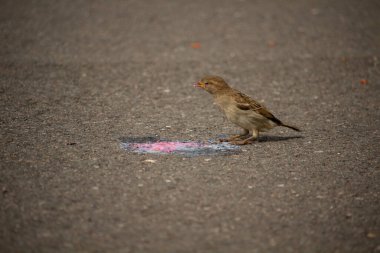 Closeup of sparrow on grey background. Bird in city. Hot weather ice cream eating. clipart