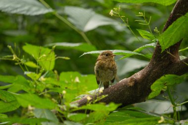 Bir bahçede genç bülbül ya da genç Avrupa bülbülü (erithacus rubecula)