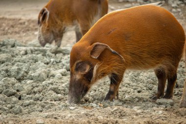 A profile view of the red river hog also known as bush pig a wild pig sniffing the ground clipart