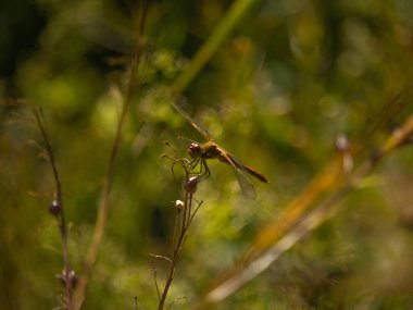 Yusufçuk ve bulanık bokeh arka plan Çimlerin üzerinde güzel yakın plan siluet yusufçuk