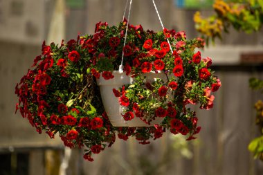 Balkona bir sepet petunya çiçeği asmak. Süs bitkisindeki petunya çiçeği.