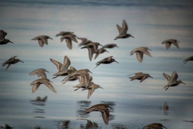 Sandpipers motion flight over the blue sea. Baltic sea Estonia clipart