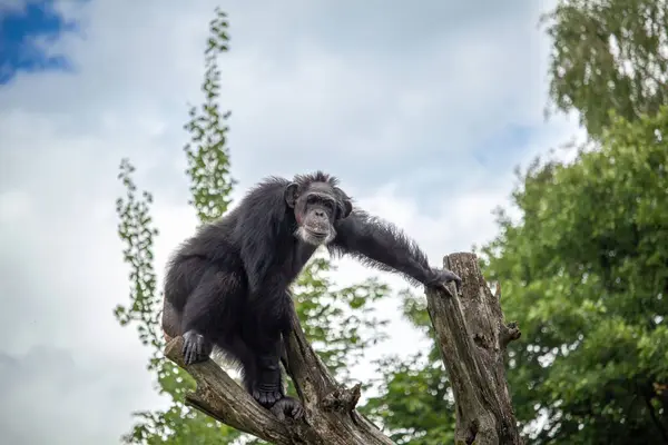 stock image Portrait of a Chimpanzee watching around on a Tree Branch