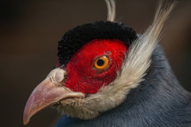 Mavi kulaklı sülün kafası. Crossoptilon auritum renkli kuşun portresi
