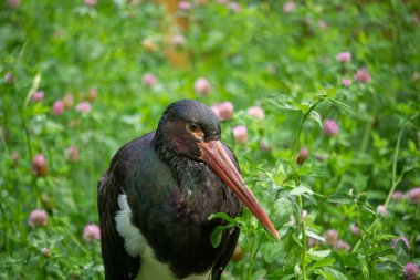 Detail close-up portrait of bird. Bird Black Stork with red bill, Ciconia nigra clipart