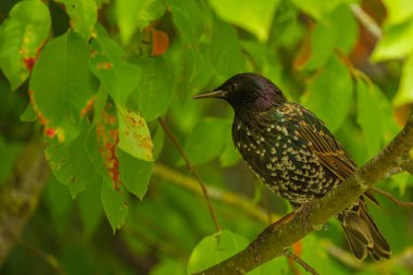 Ağaçtaki kuş. Sığırcık (Sturnus vulgaris) Avrupa sığırcığı olarak da bilinir. Starling bir dalda oturuyor