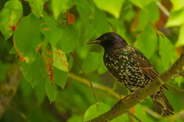 stock image Bird on a tree. The common starling (Sturnus vulgaris) also known as the European starling. Starling sitting on a branch