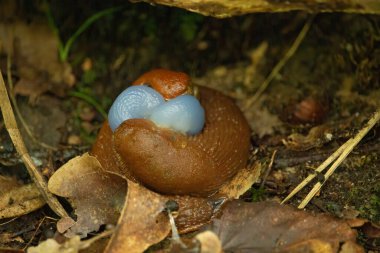 Spanish slug - Arion vulgaris. Slugs in motion, on tree stump. Spanish Slug. clipart