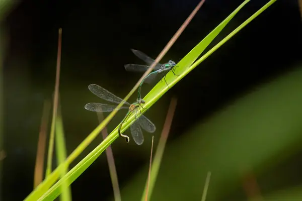 stock image A pair of Common Emerald Damselflies Lestes sponsa mating