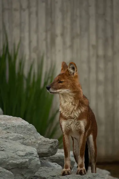 stock image Ussuri dhole (Cuon alpinus alpinus), also known as the Indian wild dog. Wild life animal.