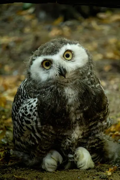 stock image Surprised juvenile snowy owl with open mouth. Polar or white owl chick (Bubo scandiacus) with yellow eyes wearing dark grey mesoptile plumage.