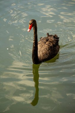 Güneşli bir günde siyah güzel bir kuğu gölde yüzer. Siyah kuğular çoğunlukla su bitkileriyle beslenirler.