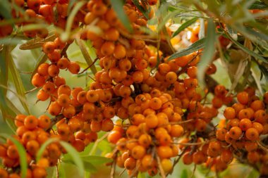 Deniz cehri taze turuncu egzotik meyve olarak