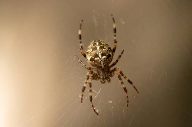 Spider garden-spider (lat. Araneus) kind araneomorph spiders of the family of Orb-web spiders (Araneidae) sits on the web clipart