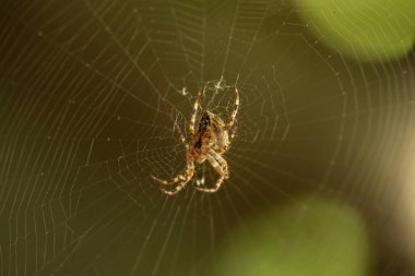 Spider garden-spider (lat. Araneus) kind araneomorph spiders of the family of Orb-web spiders (Araneidae) sits on the web clipart