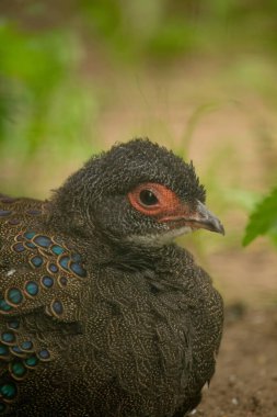 he Malayan peacock-pheasant (Polyplectron malacense) is a medium-sized pheasant of the galliform family Phasianidae.  clipart