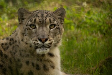 Kar leoparı, büyük kedi, kedi, leopar, kar, kış, vahşi yaşam, memeli