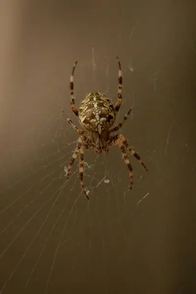 stock image Spider garden-spider (lat. Araneus) kind araneomorph spiders of the family of Orb-web spiders (Araneidae) sits on the web