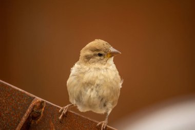 Sparrow Hanedanı (Passer domesticus) kırmızı paslı arka planı olan demir bir duvara tünemiştir.