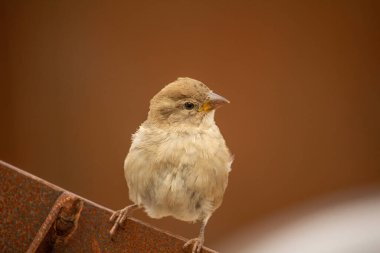 Sparrow Hanedanı (Passer domesticus) kırmızı paslı arka planı olan demir bir duvara tünemiştir.