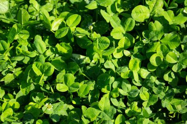 Yeşilimsi satır doğal arka plan. Küçük yeşil Yonca kalıp arkaplanı bırakır