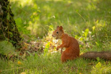 Squirrel red fur with nuts and summer forest on background wild nature animal thematic (Sciurus vulgaris rodent) clipart