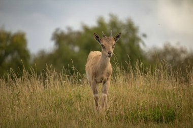 Carpa falconeri heptner. Turkmenian Markhor unique species of goat found in the mountains. Young goat. clipart