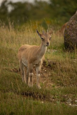 Carpa falconeri heptner. Türkmen Markhor, dağlarda bulunan eşsiz keçi türü. Genç keçi.