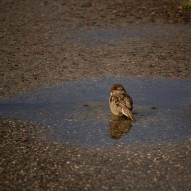 Sparrow taking a bath in a pool of water by the street clipart