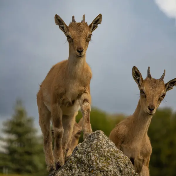 stock image Carpa falconeri heptner. Turkmenian Markhor Young goat. Close up portrait, during a sunny summer day