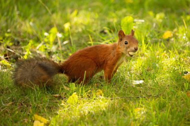 Bir fındık yiyen kırmızı sincabın (Sciurus vulgaris) yakınına.