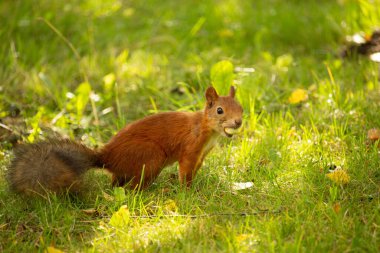 Bir fındık yiyen kırmızı sincabın (Sciurus vulgaris) yakınına.