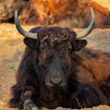 Domestic yak (Bos grunniens). Domestic animal. clipart