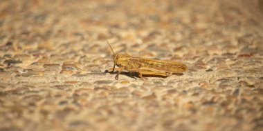 Field grasshopper (Chorthippus apricarius) - female sunny day  clipart