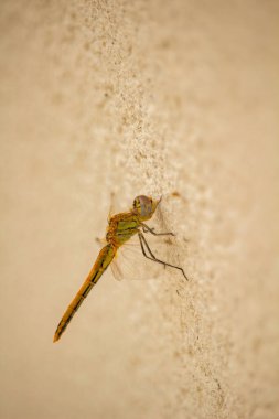 Kırmızı damarlı darter (Sympetrum fonscolomthe), detaylı kadın kıyafeti