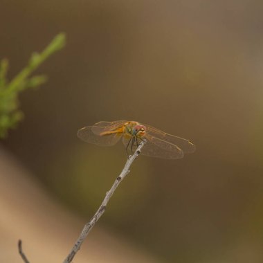 Kırmızı damarlı darter (Sympetrum fonscolomthe), detaylı kadın kıyafeti