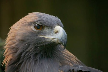 Portrait of Bird of prey Golden Eagle. The golden eagle, Aquila chrysaetos clipart