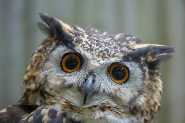 Afrika baykuşu. Cape Eagle Baykuşu, bubo capensis