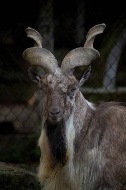 Bukharan markhor (Capra falconeri heptneri), Türk Markhor olarak da bilinir. Vahşi yaşam hayvanı..
