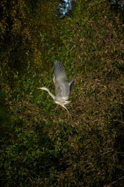 Gri balıkçıl (ardea cinerea doğal ortamlarında)