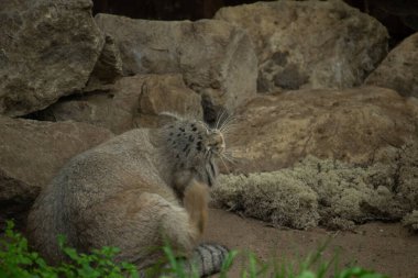 Pallas cat (Otocolobus manul). Manul, Orta Asya 'nın otlaklarında ve dağlık bozkırlarında yaşamaktadır. Şirin kürklü yetişkin manulunun portresi 