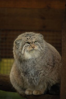 Pallas cat (Otocolobus manul). Manul is living in the grasslands and montane steppes of Central Asia. Portrait of cute furry adult manul  clipart