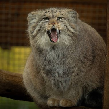 Pallas cat (Otocolobus manul). Manul, Orta Asya 'nın otlaklarında ve dağlık bozkırlarında yaşamaktadır. Şirin, tüylü yetişkin manulunun portresi dalların üzerinde duruyor.