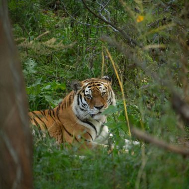 Otların arasında Amur kaplanı Panthera tigris altaica dinlenme