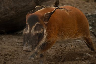 Kızıl nehir domuzu (Potamochoerus porcus), çalılık domuz olarak da bilinir.