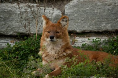 The dhole (Cuon alpinus) or Asian wild dog, Red wild Indian dog, a very rare canine from Asia. clipart