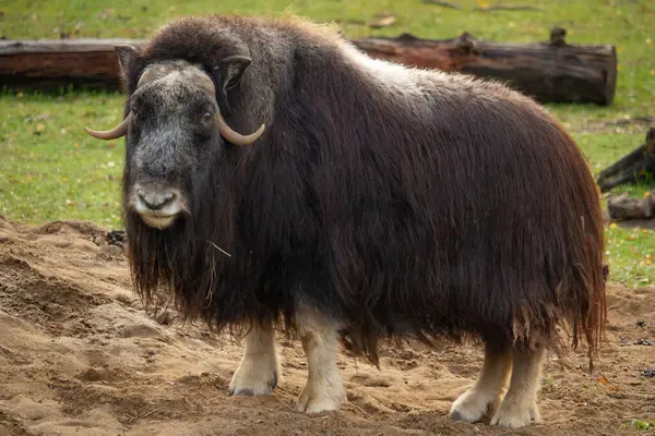Muskoxen 'in çimlerin üzerinde duruşu
