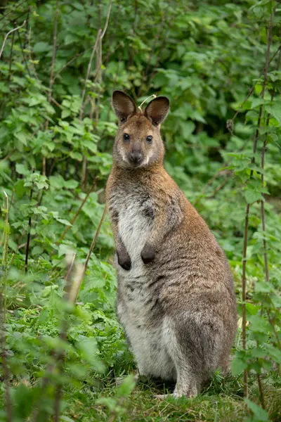 Kızıl enseli kanguru (Macropus rufogriseus), Bennett'ın kanguru da bilinen